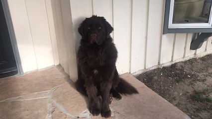 Sensitive dog shames owner but quickly forgives