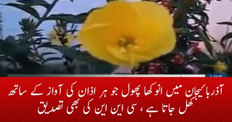 Azan Flower in Azerbaijan which Blooms with the Voice of Azan