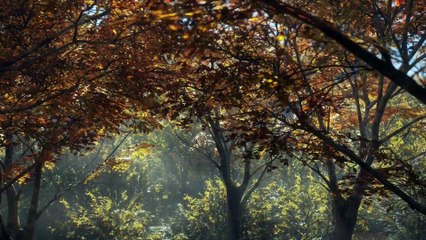 theHunter Call of the Wild - Gameplay Trailer