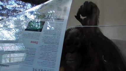 Clever orangutan youngster finds way to avoid zoo's electric fence