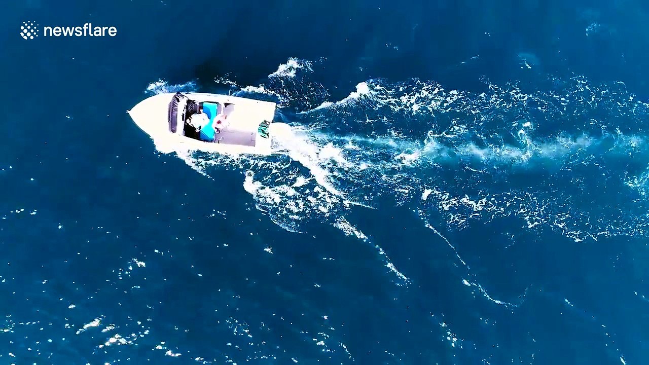 Black Marlin caught on HD drone camera taking fishing boat's lure