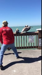Sauvetage d'un pelican prisonnier d'un fil de pêche !
