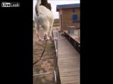 LiveLeak.com - Goat and Monkey Performing Amazing Circus Tricks