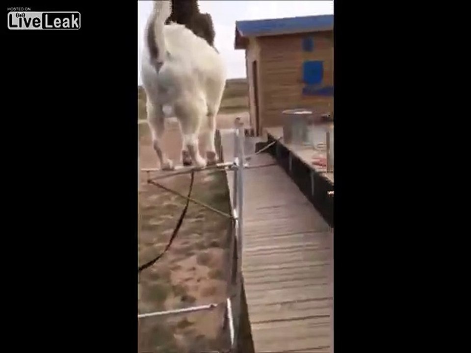 LiveLeak.com - Goat and Monkey Performing Amazing Circus Tricks