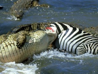 vida selvagem, animais em extinção, fotos de animais, animais domesticos, animais extintos, animais herbivoros, animais