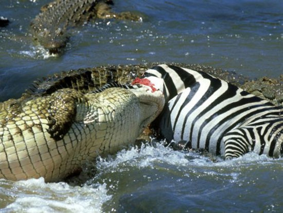 vida selvagem, animais em extinção, fotos de animais, animais domesticos, animais extintos, animais herbivoros, animais