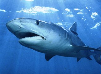 animais, vida selvagem, animais em extinção, fotos de animais, animais domesticos, animais extintos, animais herbivoros,