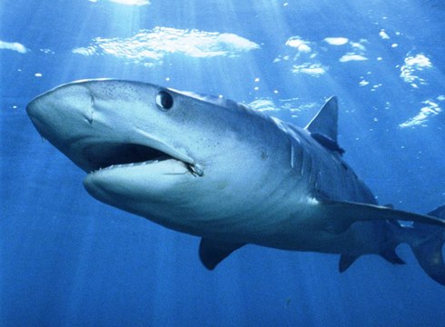 animais, vida selvagem, animais em extinção, fotos de animais, animais domesticos, animais extintos, animais herbivoros,