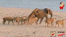 Brave Baby Elephant Attacked By 14 Lions. This Is How He Survived