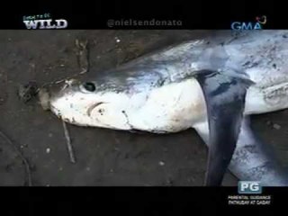 Born to be Wild: Thresher sharks, manta rays sold in Tanjung Luar, Indonesia`