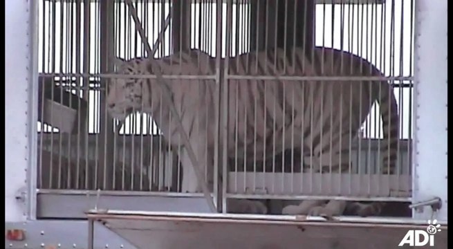 Lley contra reclutamiento de animales para circo es apoyada por actores de Hollywood