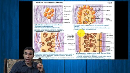 3-Bone Development