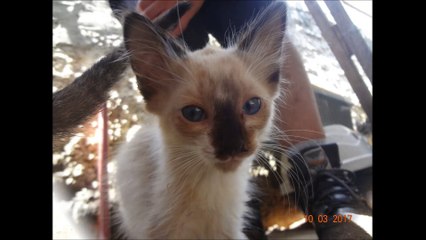 Quero adotar um gato!