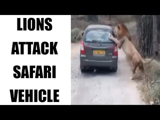 Lions attack safari vehicle in a biological park, watch video