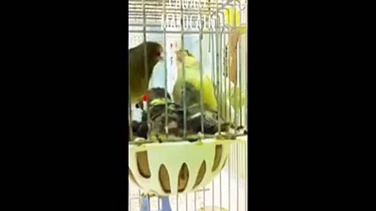 Reproduction canari 2017