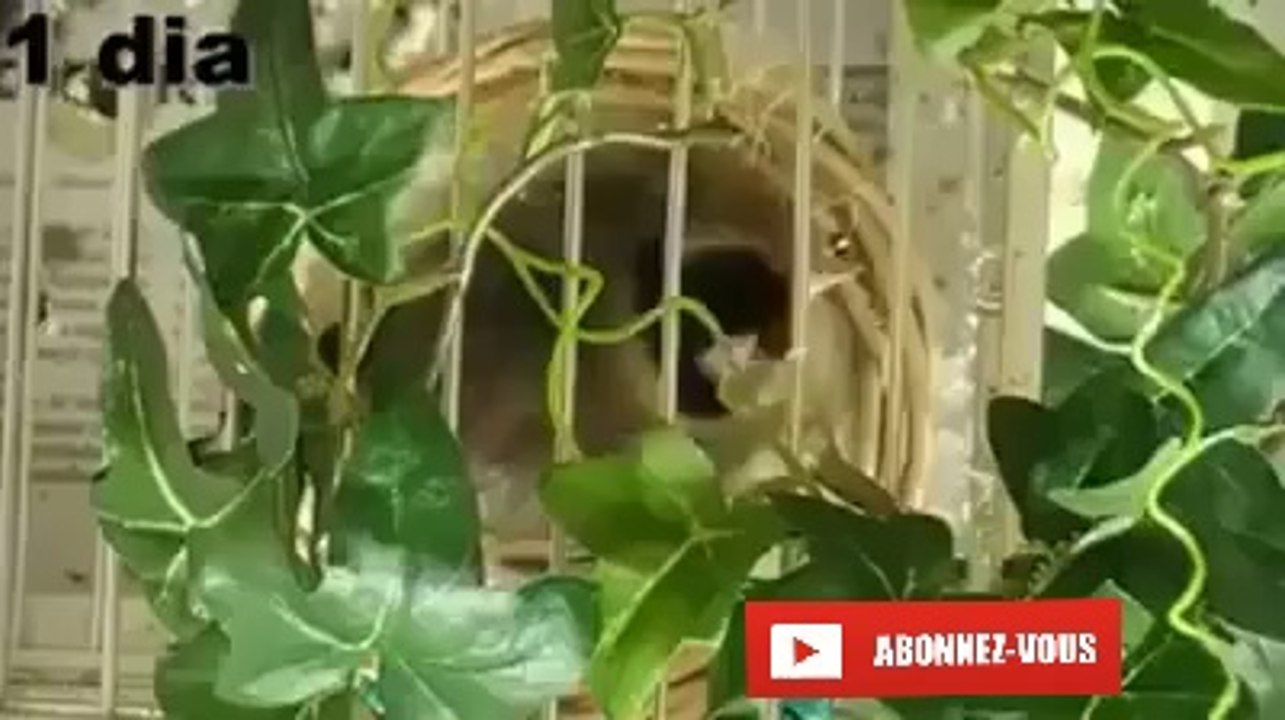 Chardonneret. La Vie Du Chardonneret Depuis l´éclosion