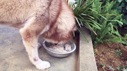 Chó Alaska hay lợn bản vậy. Chó nhà bạn có ăn uống thế này k --(