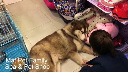 Chó Alaska Mật dỗi chủ vì không được đi chơi với bạn gái --)
