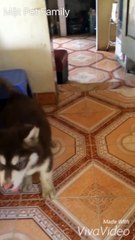 Con chó Mật này, dám cãi giả luôn kìa... Bố láo thế chứ lị@@