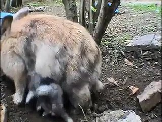 HOW ANIMAL REACT AND LOVE THEIR BABES on HUNTING WORLD dailymotion