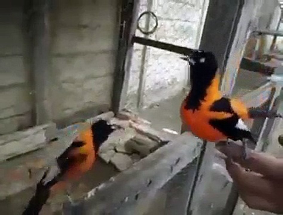 Oiseaux Drôle 2017