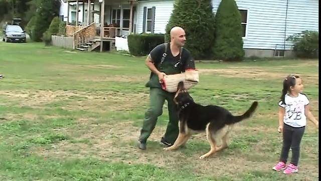 GERMAN SHEPHERD PROTECTING 4 YEAR OLD LITTLE GIRL FROM BAD GUY