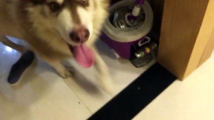 Cách Mật đón chủ đi làm về^^ bảo sao không yêu nó cho được...