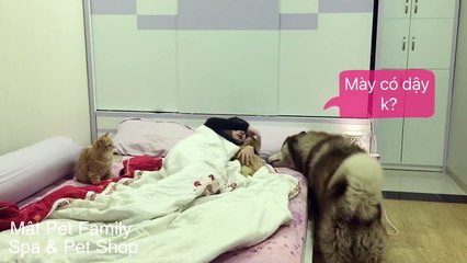 Cách Mật gọi chủ dậy buổi sáng --) yêu thế đấy^^