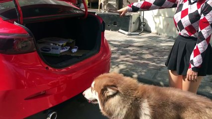 Alaska Mật ăn gì mà khôn hết cả phần của người ta--) tôi chết với nó mất