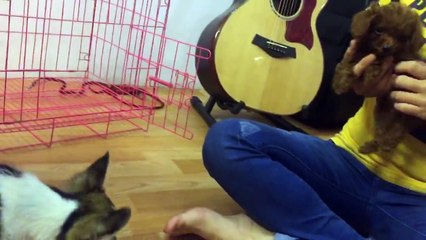 Corgi - Poodle - Cuộc chiến không cân sức^^