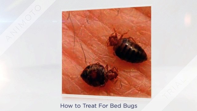 Best Way to Kill Bed Bugs