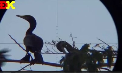 Hunting Birds With Sniper in Vietnam #2 - very attractive