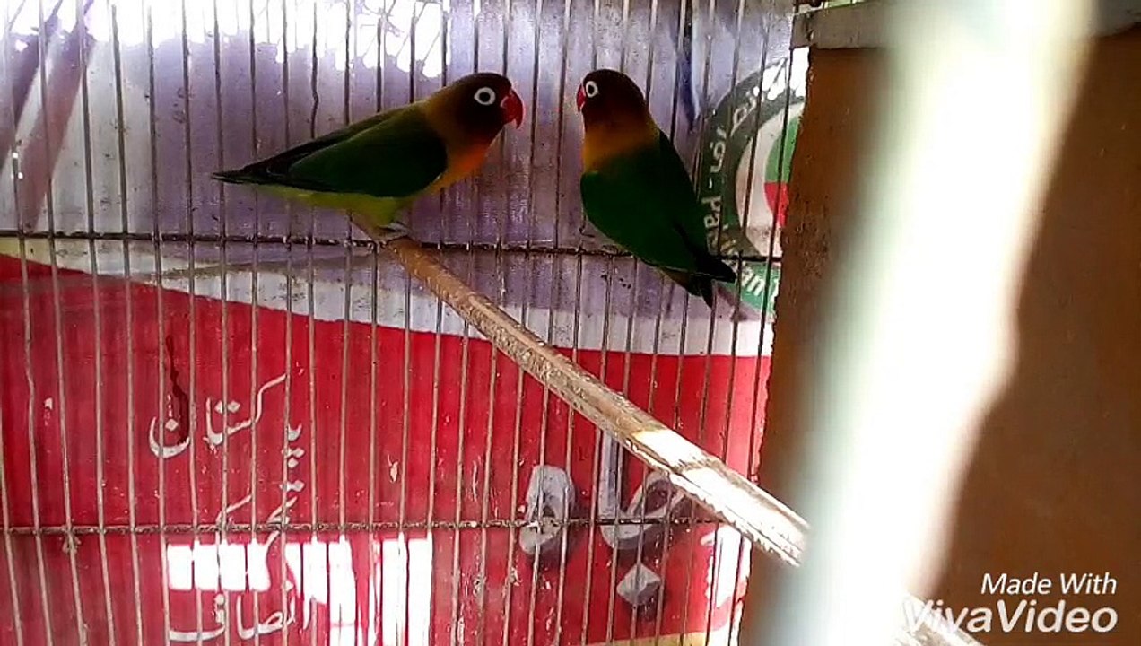 Lovebird Fisher Kay Breeding Pair Ki Tips In Hindhi/ Urdu