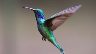 Hummingbirds Magic in the Air | Best Nature Documentary 2017