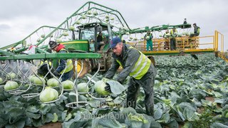 How To Cabbage Harvesting by Big Machine - so nice in EU