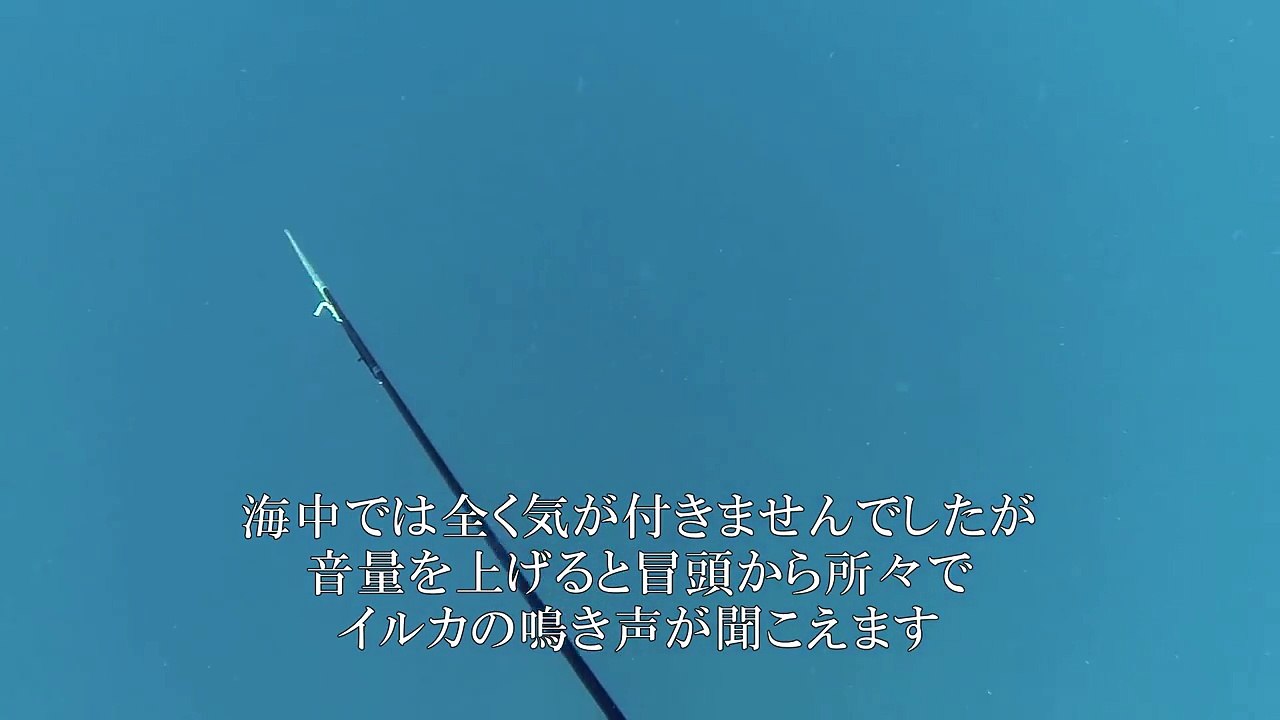 イルカに癒される【荒谷竜太】 (2)