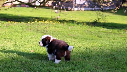NOUGAT SAINT BERNARD 4SEMAINES