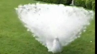 Amazing and Beautiful White Peacock Dance - Show time