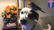 Dog saves bird: pet terrier in Iceland spots unconscious wild bird and runs for help - TomoNews