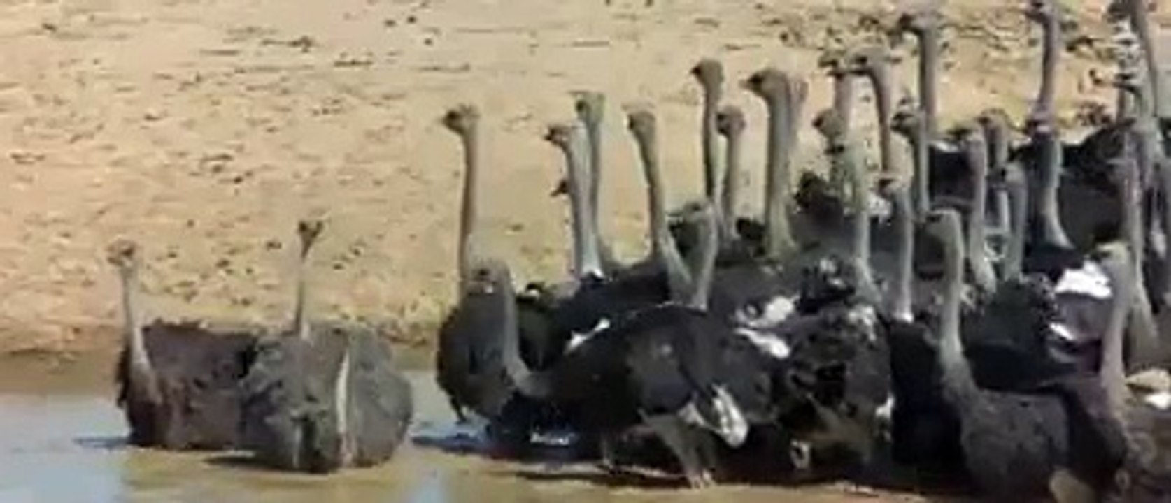 funny-thief