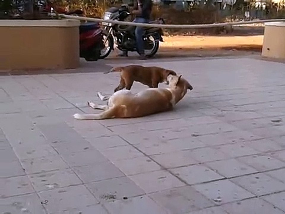 Kuttagiri of Street dogs