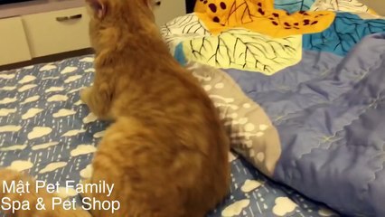 Cục mỡ mèo Mon - Lý do ngày nào cũng đi làm muộn --)