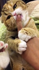 Cục mỡ Mi, đã béo lại còn ăn tàn phá hại ^^