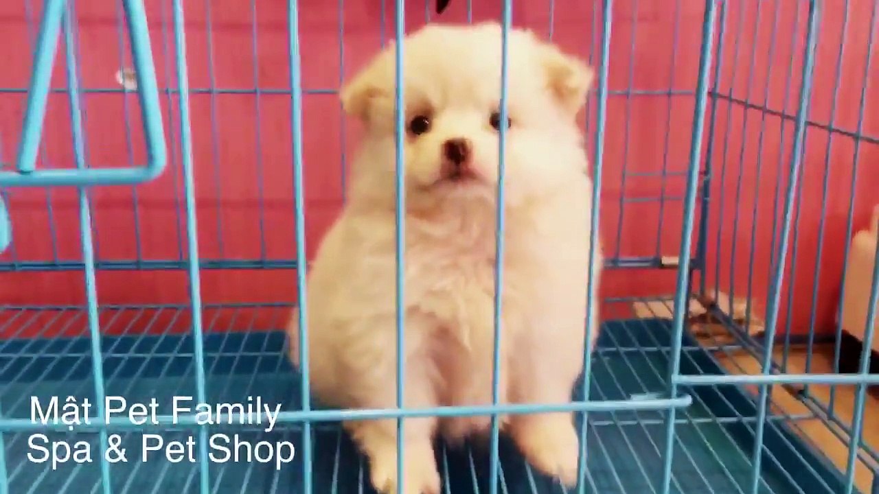 Cute chết luôn - phốc sóc con trắng xinh xinh như bông gòn
