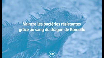 Vaincre les bactéries résistantes grâce au sang du dragon de Komodo