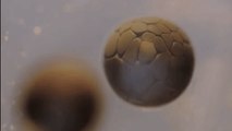 This Cell Division Time Lapse Is Not CGI