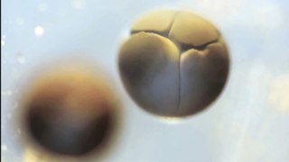 This Cell Division Time Lapse Is Not CGI