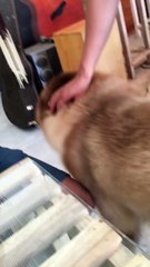 Đố ai không yêu Mật ^^ nhìn 2 mắt nó sáng rực lên hớn kìa --)