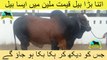 364 || Cow Mandi || 2017 || 2018 || Karachi Sohrab Goth || Shafiq Cattle Farm