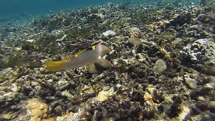 Epic 6-Week Southeast Asia Adventure 🌏